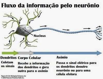 SISTEMA NERVOSO Formado por células altamente especializadas, os neurônios transmitem