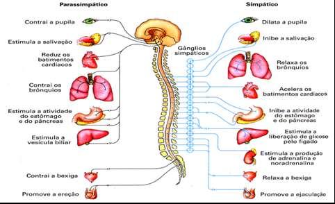 FIBRAS SIMPÁTICAS E