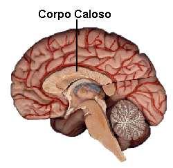 Corpo caloso é uma estrutura do cérebro localizada na