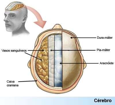 PROTEÇÃO DO SISTEMA NERVOSO De fora para dentro, ficam: Dura-máter: fibrosa e resistente; Aracnóide: entre a dura e piamáter; Pia-máter: fina e