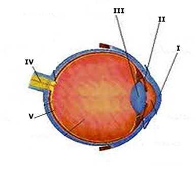 Página 3 de 5 a) I. Córnea; II. Íris; III. Cristalino; IV. Nervo óptico; V. Retina; b) I. Retina; II. Cristalino; III. Nervo óptico IV. Íris; V. Córnea; c) I. Córnea; II. Retina; III. Cristalino; IV. Nervo óptico; V. Íris; d) I.