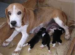 1 Nutrição de cães e gatos neonatos Leite Funções fisiológicas nutrição Compostos