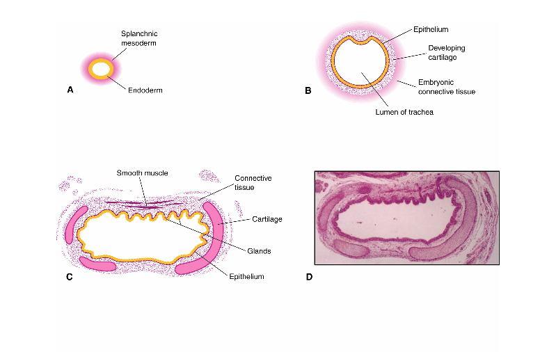 epitélio pulmonar Mesoderme esplâncnico: componentes