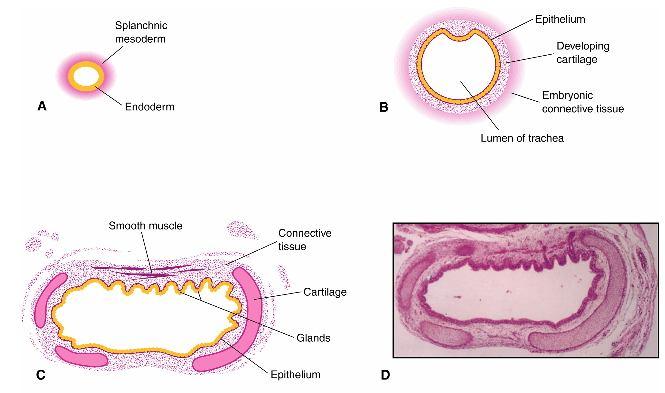 conjuntivo: originam-se do mesoderme esplâncnico que circunda o tubo