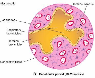 Período canalicular (16 a 26 semanas) -Luz dos brônquios e bronquíolos torna-se maior -Tecido pulmonar altamente vascularizado -Formação dos
