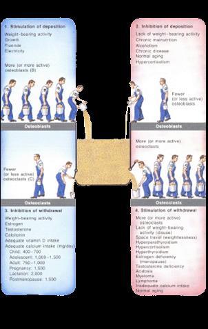 Metabolismo