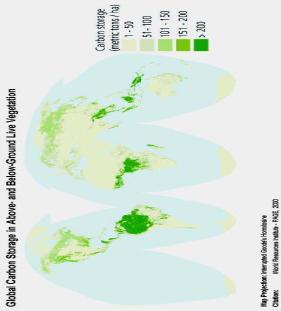 Florestas Estima-se que o estoque total de C em ecossistemas florestais é de aproximadamente 638