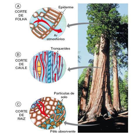 condutores, fibras e parênquima.