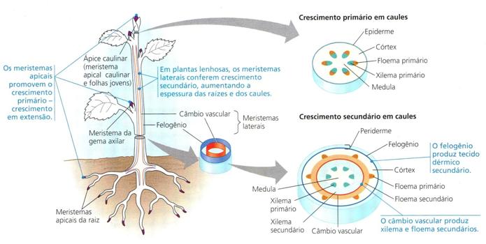 Câmbio Instala-se entre os tecidos vasculares primários, produzindo os tecidos vasculares secundários. Quando em atividade, são células altamente vacuoladas, com núcleo pequeno.