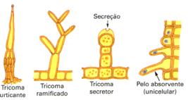 É um tecido de revestimento típico de órgãos jovens (raiz, caule e folhas).