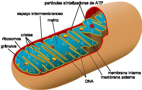 Estrutura: MITOCÔNDRIAS MITOCÔNDRIAS Função: nas mitocôndrias, ocorre a respiração celular aeróbia. C 6 H 12 O 6 + 6O 2 6CO 2 + 6H 2 0 + 30ATP 30 ATP = ENERGIA Obs.
