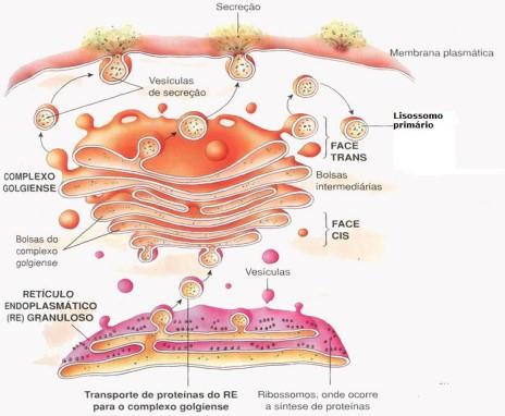 COMPLEXO DE GOLGI COMPLEXO DE GOLGI ESTRUTURA: conjunto interligado de membranas