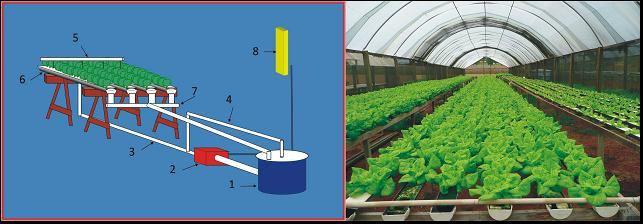 ireita: ancadas de produção de alface hidropônica (Left: NFT hydroponic bench.