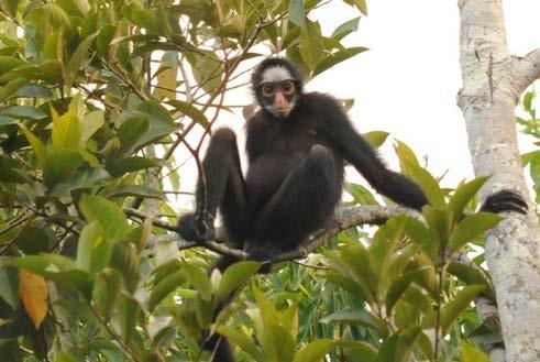 4.2.3 Espécies ameaçadas Foi registrada uma espécie ameaçada de extinção durante a sétima campanha: o macaco-aranha-da-cara-branca (Ateles marginatus) (EN) (Foto 34).