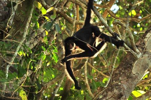 ESSA ESPÉCIE OCORRE SOMENTE NA MARGEM DIREITA DO RIO TELES PIRES FOTO 35 MACACO-ARANHA-DE-CARA-BRANCA (Ateles marginatus), ESPÉCIE AMEAÇADA DE EXTINÇÃO SOB A CATEGORIA EN