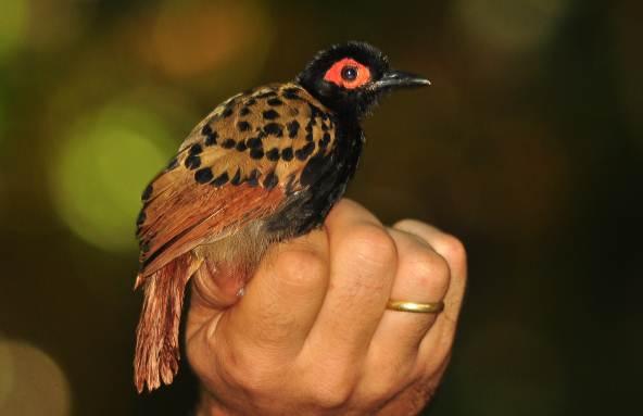 FOTO 13 MÃE-DE-TAOCA (Phlegopsis nigromaculata) ANILHADO NA ÁREA PREVISTA PARA O RESERVATÓRIO FO