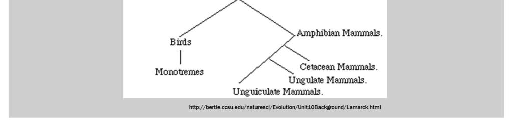 mar (baleias, botos e golfinhos) mamíferos ungulados - mamíferos com cascos (cavalos,