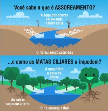 caso de queimadas), raízes profundas, solo cascalhento, ácido, excesso de ferro e de alumínio, infértil, solo vermelho.