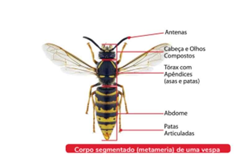 Artrópodes Triblásticos Celomados Protostômios Corpo segmentado