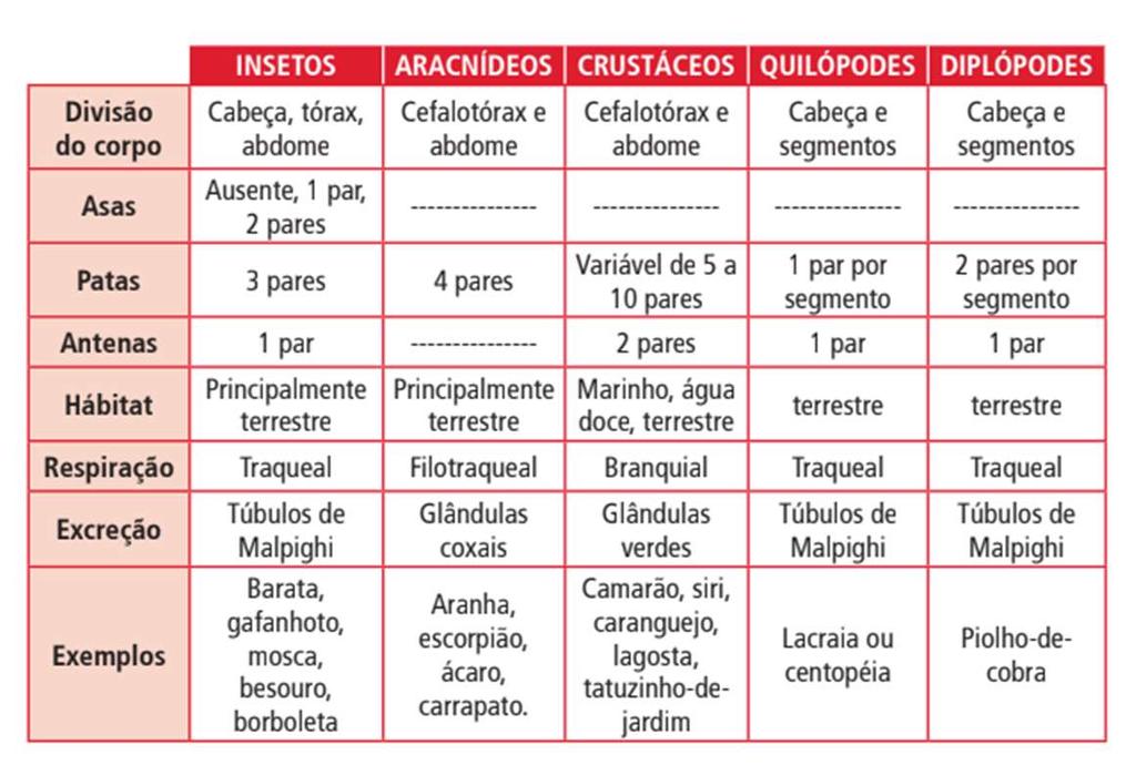 O Processo de Metamorfose Ametábolos: sem metaformose Hemimetábolos: