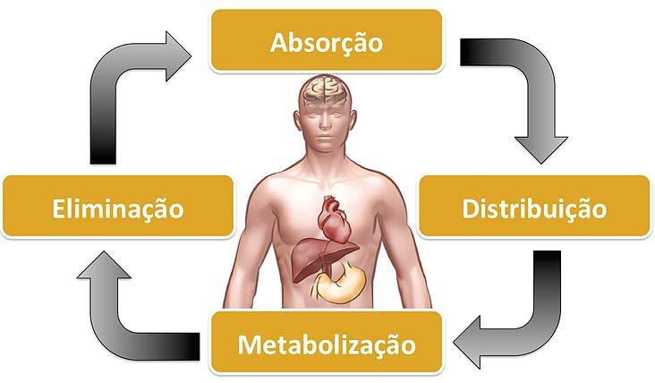 Farmacocinética refere-se ao estudo do movimento que os fármacos administrados passa dentro do organismo durante sua absorção, metabolismo e