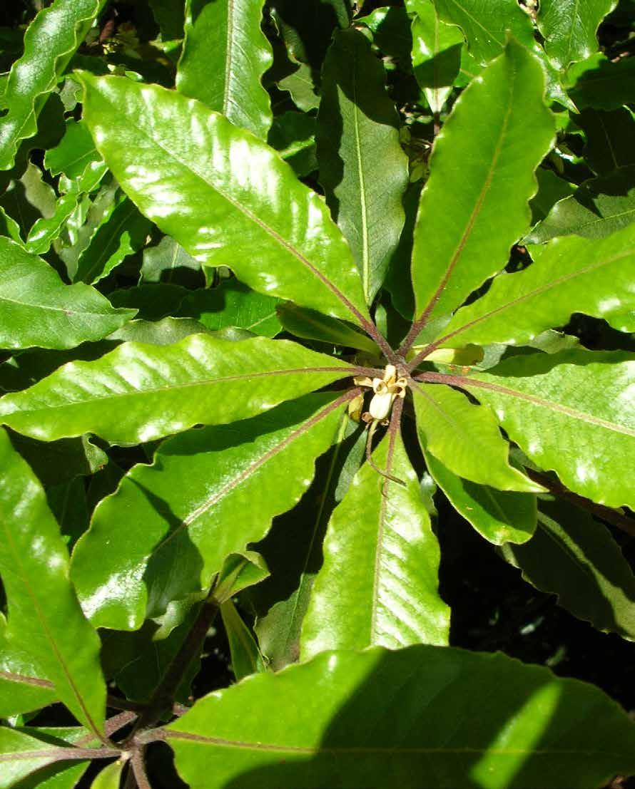 Pau-incenso (Pittosporum undulatum) Nativo da Austrália, gera frutos de cor