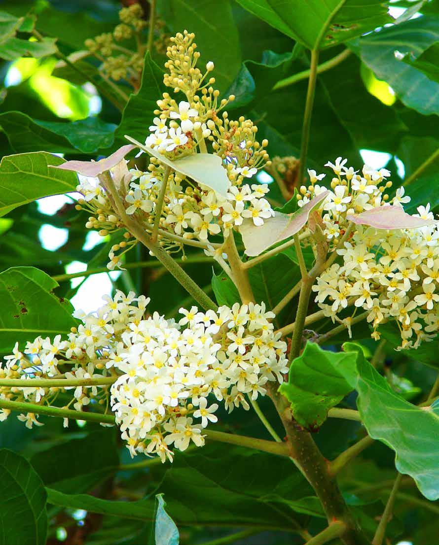 Saboneteira (Aleurites moluccana) Nativa da Malásia, da Polinésia e das