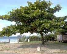 Seu uso está proibido no estado (Categoria 1), podendo ser substituído em cercas vivas pelo maricá (Mimosa bimucronata) ou pau-jacaré (Piptadenia gonoacantha) no litoral, pela aroeira-vermelha