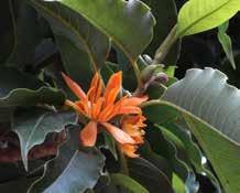 1 PLANTAS ORNAMENTAIS (Syzygium cumini) (Magnolia champaca) jambolão (Syzygium cumini), nativo da Ásia, árvore de médio porte que produz frutos roxos de sabor adstringente.