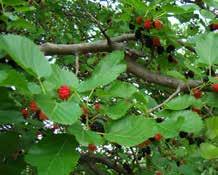 2 Árvores e outras plantas frutíferas Diversas árvores frutíferas comumente cultivadas geram problema como invasoras, especialmente aquelas dispersadas por aves ou morcegos, pois fogem do controle e