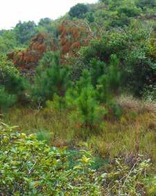 pínus (Pinus spp.), ou pinheiros americanos, são árvores utilizadas para produção florestal desde a década de 1950 no Brasil.