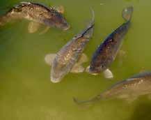 5 PEIXES (Micropterus salmoides) (Cyprinus carpio) black bass (Micropterus salmoides), nativo da América do Norte, nas bacias do Rio Saint Lawrence e Grandes Lagos, Rio Hudson e Rio Mississipi, além