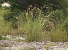 3.2.2 Plantas forrageiras O capim-annoni (Eragrostis plana) é nativo do sul da África e foi introduzido no Rio Grande do Sul como contaminante em sementes de outra gramínea forrageira importada da