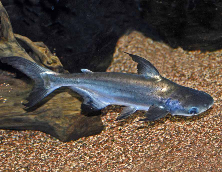 Panga (Pangasius hypophthalmus) É um peixe nativo das bacias dos rios Mekong e Chaopraya no