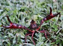 4.2.2 Espécies para aquários a) Invertebrados (Procambarus clarkii) O lagostim-vermelho (Procambarus clarkii) é nativo do nordeste do México até o centro-sul dos Estados Unidos.