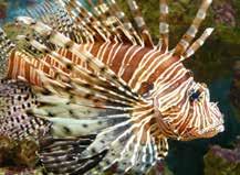 Peixe-leão (Pterois volitans e P. miles) O peixe-leão é nativo dos Oceanos Índico e Pacífico até o Atlântico Ocidental.