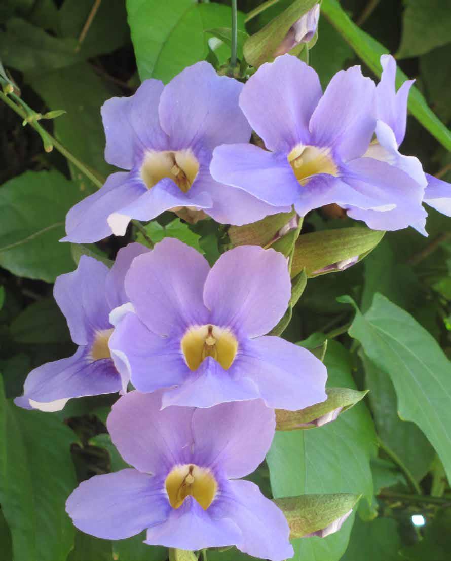 Tumbérgia-azul (Thunbergia grandiflora) Nativa do norte da Índia, trepadeira de flores liláses que se