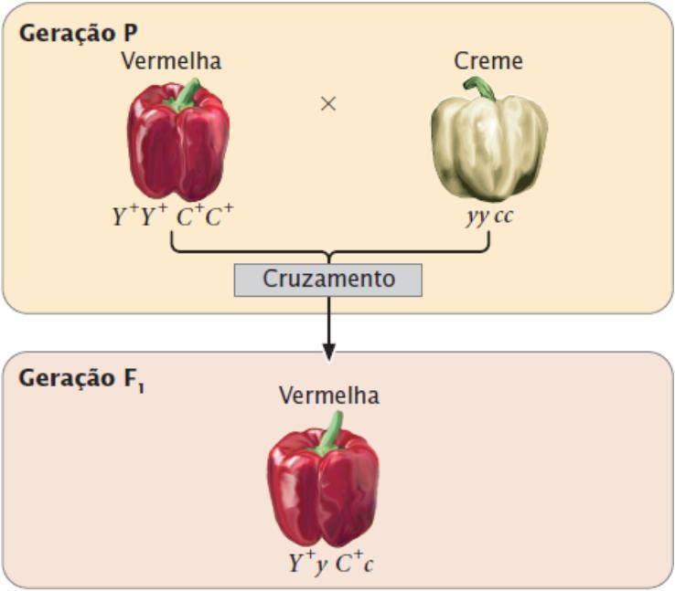 Interação gênica a cor do fruto de um tipo de pimentão (Capsicum annuum) pode ser: vermelha; pêssego; laranja