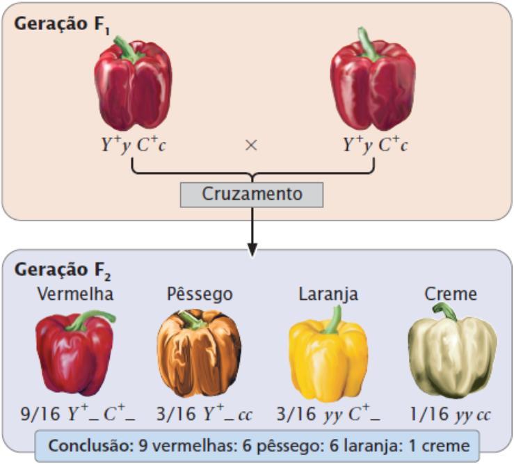 Interação gênica quando as plantas heterozigotas vermelhas de F 1 são cruzadas entre si, tem-se em F 2 uma razão de: 9 vermelha; para 3