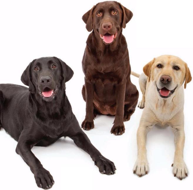 Epistasia recessiva observada nos genes que determinam a cor do pelo nos labradores; esses cães podem