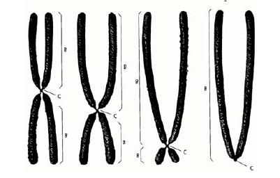 Item B: falso. Com a espiralização cromossômica, o DNA fica inativo e cessa a transcrição de RNAr, de modo que os nucléolos desaparecem, o que ocorre durante a divisão celular.