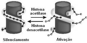 histonas H2A, H2B, H3 e H4: adição: : reduz a carga positiva das histonas, reduzindo a interação eletrostática com o DNA:
