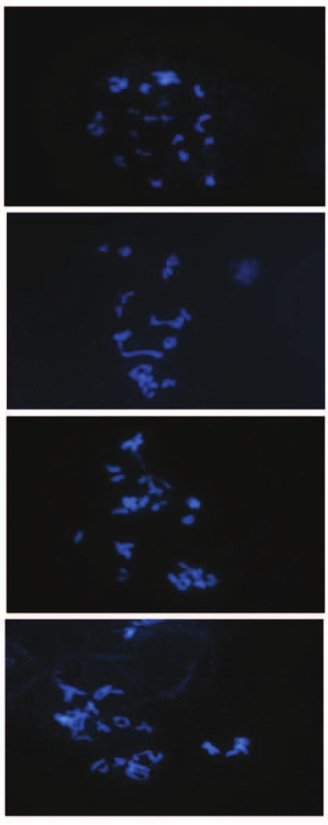 52 A A1 B B1 C C1 D D1 Figura 2 Hibridização in situ utilizando sonda genômica de milheto em diacineses no genótipo PCM 0702-30