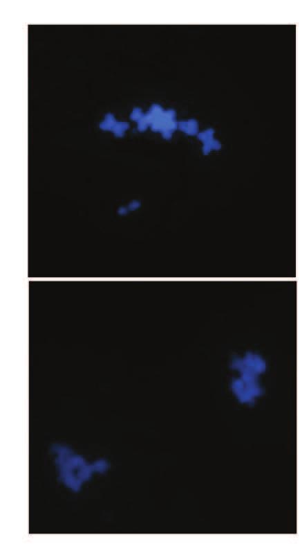 genótipo BN2 (milheto) (A) metáfase I, (B) telófase I.