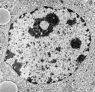 Conceitos: Envelope nuclear: é uma membrana dupla, lipoproteica, que reveste o