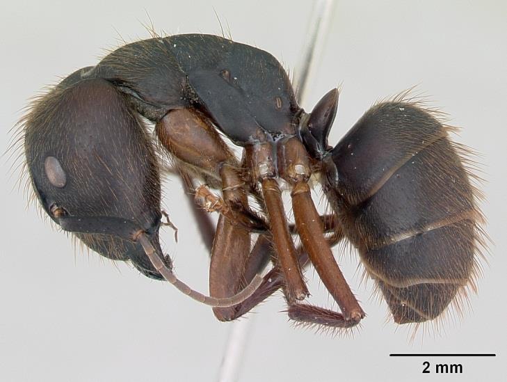 O gênero Camponotus é um dos gêneros mais ricos de formigas Podem ser