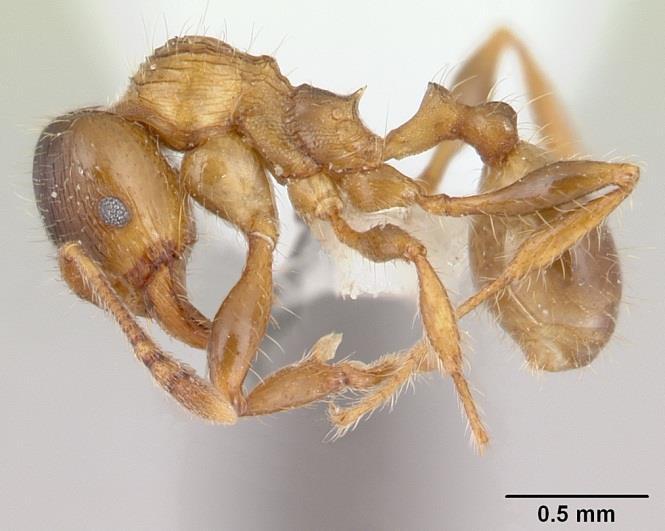 O gênero Pheidole também é um dos mais ricos nos registros de formigas em ambientes urbanos