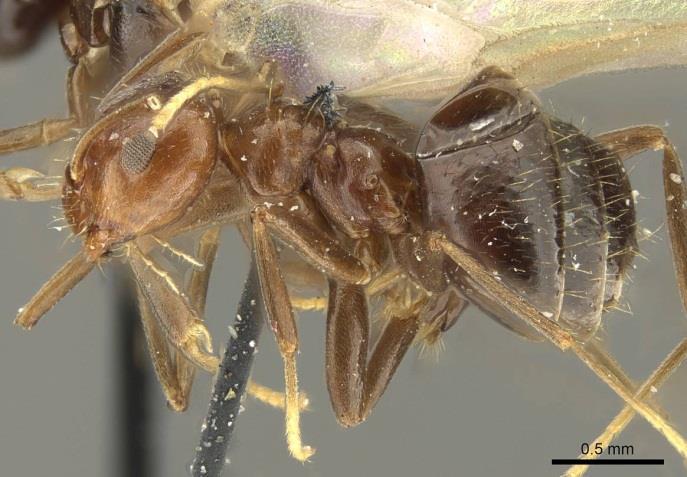 Formigas Brachymyrmex, Dorymyrmex, Linepithema, Nylanderia, Paratrechina e Tapinoma são