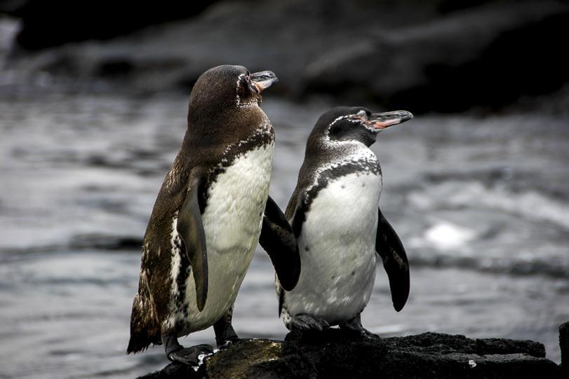 PINGUINS