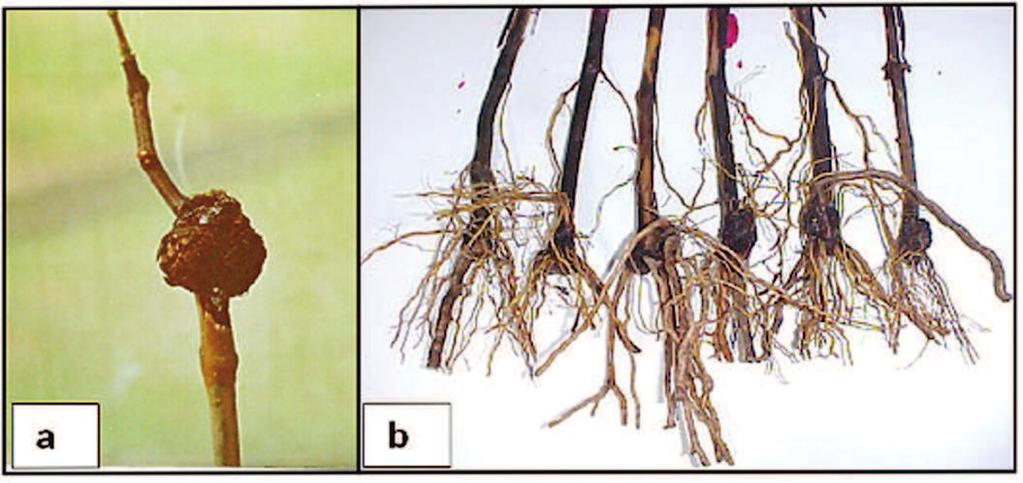 mellea e Roselinia necatrix bactérias - principalmente Agrobacterium vitis (Figura 3) e A.